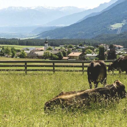 Wildermieming und Kühe