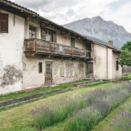 Lavendel aus Wildermieming