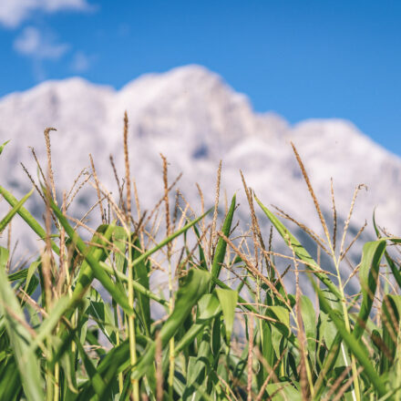 Mais aus Wildermieming