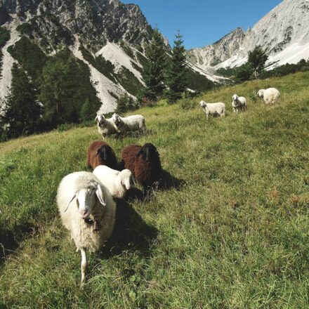 Schafe im Alpltal