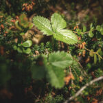 Invasive Neophyten – die neue Gefahr im Garten!