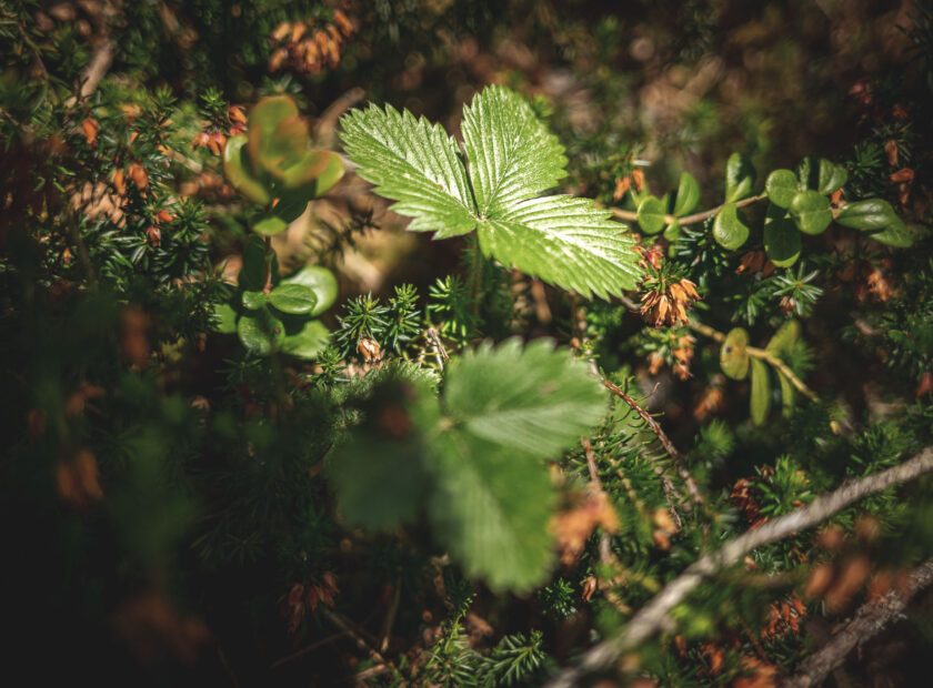 Gemeinde_Wildermieming_Wald-2