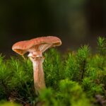 1. Wildermieminger Pilzexkursion