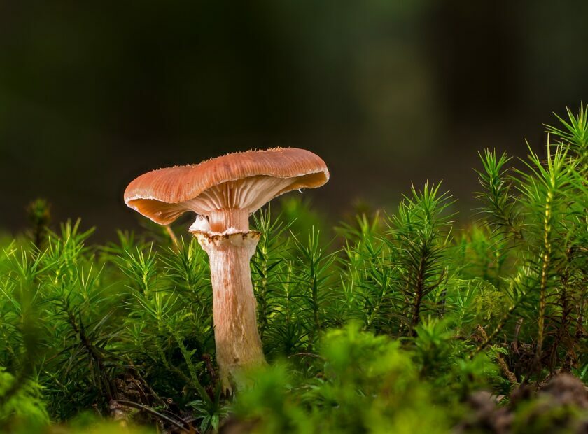 Bild von Andreas auf Pixabay